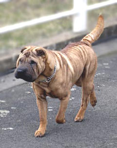 Shar-pei Dog Picture Image