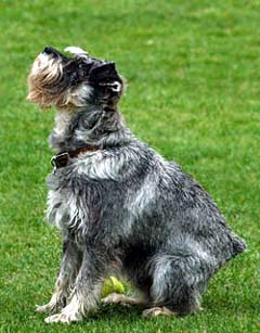 Shnauzer Dog Picture Image