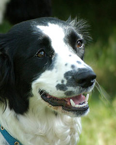Spanial Dog Picture Image
