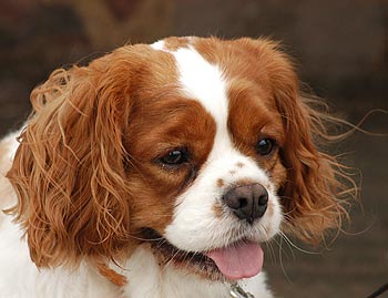 Spanial Dog Picture Image
