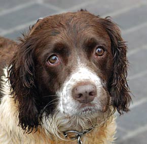 Spaniel Springer Dog Picture Image