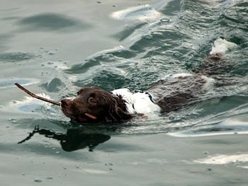 Spaniel Springer with a Stick Dog Picture Image