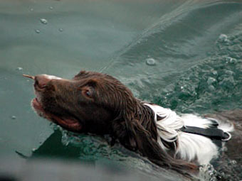 Spaniel Springer Swimming Dog Picture Image