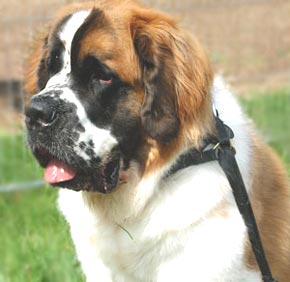 St Bernard Dog Picture Image
