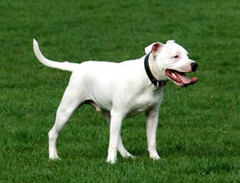 Staff Bull Terrier Dog Picture Image