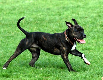 Staff Bull Dog Picture Image