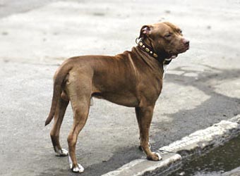 Staff Dog Picture Image