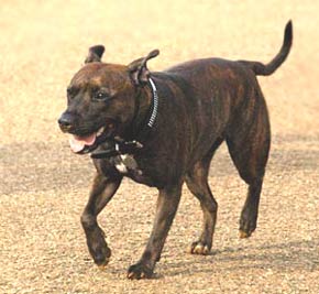 Staffordshire Terrier Dog Picture Image