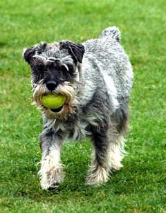 Standard Schnauzer Dog Picture Image