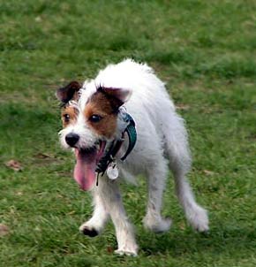 Terrier Cross Dog Picture Image