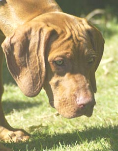 Visla Dog Picture Image