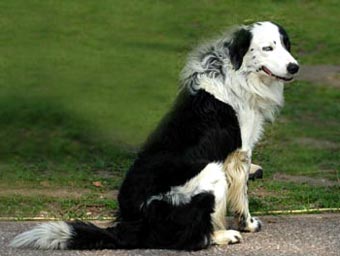 Wall-eyed Border Collie Dog Picture Image