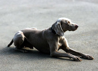 Weimaraner Vorstehhund Dog Picture Image