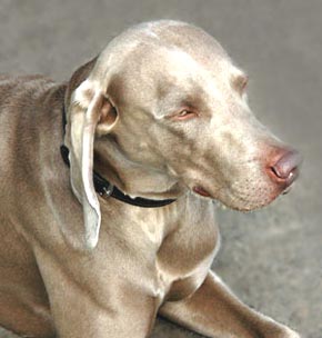 Weimariner Dog Picture Image