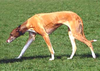 Whippet Dog Picture Image