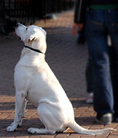 White Labrador Dog Picture Image
