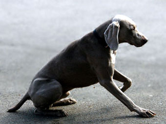 Wieimariner Dog Picture Image