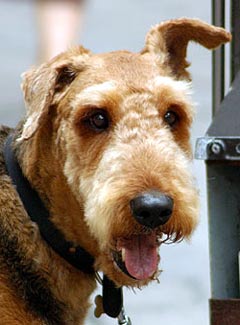 Wire Fox Terrier Dog Picture Image