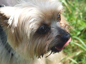Yorky Dog Picture Image